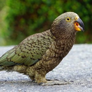 kea parrot on ground