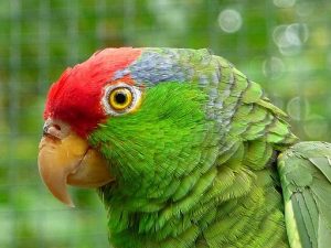 red-crowned Amazon parrot