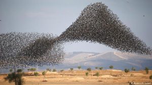 starlings in flight creating murmuration