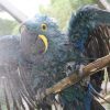 blue macaw bathing