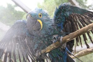 blue macaw bathing