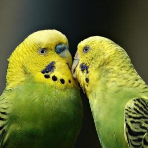two budgies (parakeets) beak to beak