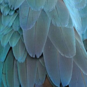 close up on a parrot's blue feathers