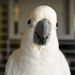 close up head and shoulder image of a perched cockatoo