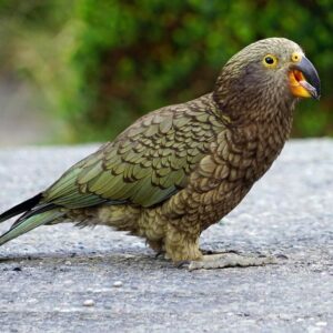 kea parrot standing on pavement with beak open