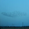 murmuration of birds in sky