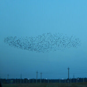murmuration of birds in sky