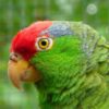 profile on head of red-crowned Amazon