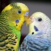 male green budgie and female blue budgie beak to beak