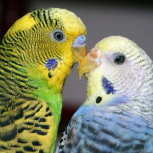 male green budgie and female blue budgie beak to beak