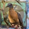 taxidermied passenger pigeon in museum display
