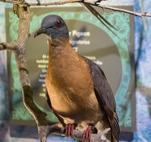taxidermied passenger pigeon in museum display