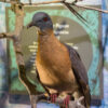 passenger pigeon specimen perched on branch at museum