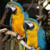 two blue-and-gold macaws perched side by side on a branch