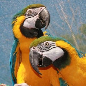 blue and gold macaws