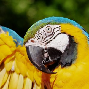 blue-and-gold macaw face