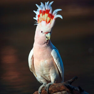 Major Mitchell's cockatoo (aka Leadbeater's cockatoo) perched on branch with crest raised