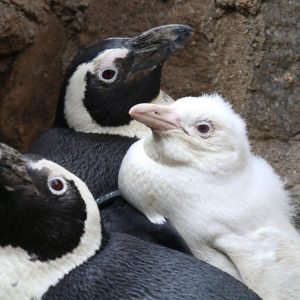 albino penguin with two regular penguins