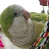 quaker parakeet