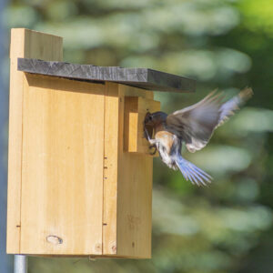 bluebird with wings outstretched entering wood birdhouse