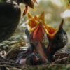 three chicks in nest with beaks open being fed by parent bird