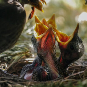 three chicks in nest with beaks open being fed by parent bird