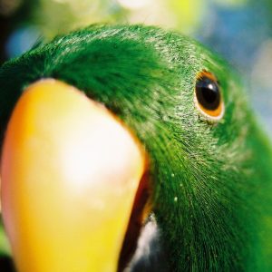 male Eclectus close-up
