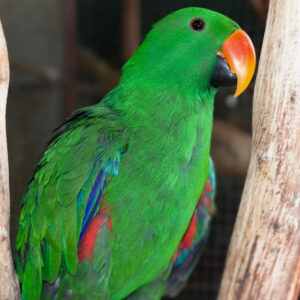 male eclectus parrot perched on branch