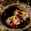 chicks in nest