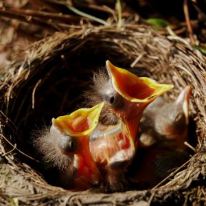 chocks in nest