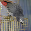 African grey parrot perched on outside of cage facing downward