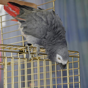 African grey parrot perched on outside of cage facing downward