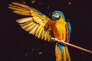 blue-and-gold macaw on perch with one wing outstretched