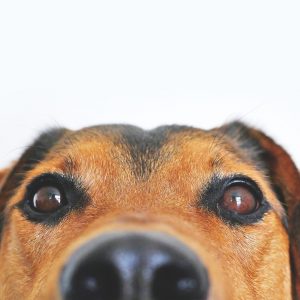 eyes and nose of a dog