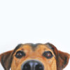close up on face of a brown dog from the nose up