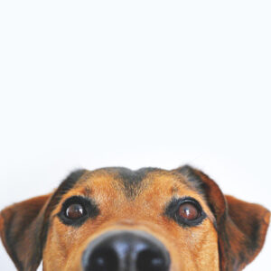 close up on face of a brown dog from the nose up