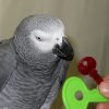 African grey parrot looking at keys