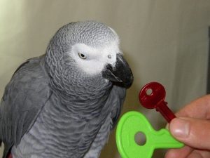 African grey parrot looking at keys