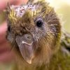 face of kakapo chick