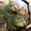 three kakapo chicks sitting together on ground