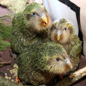 three kakapo chicks sitting together on ground
