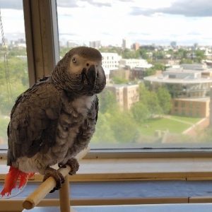 African grey on perch by window