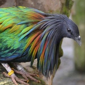 The Resplendent Nicobar Pigeon Pet Birds By Lafeber Co