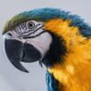 close up on head of blue-and-gold macaw in profile