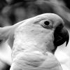 cockatoo portrait