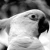 black and white close up image of the profile of a sulphur-crested cockatoo