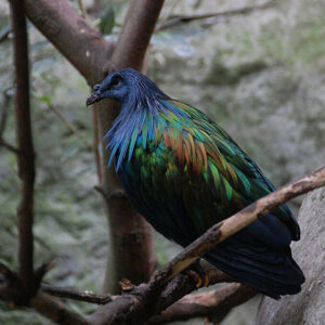 Nicobar pigeon perched on branch