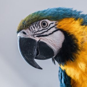 macaw portrait