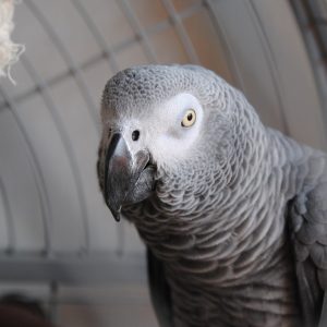 African grey parrot