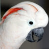 profile on head of a Moluccan cockatoo with beak open